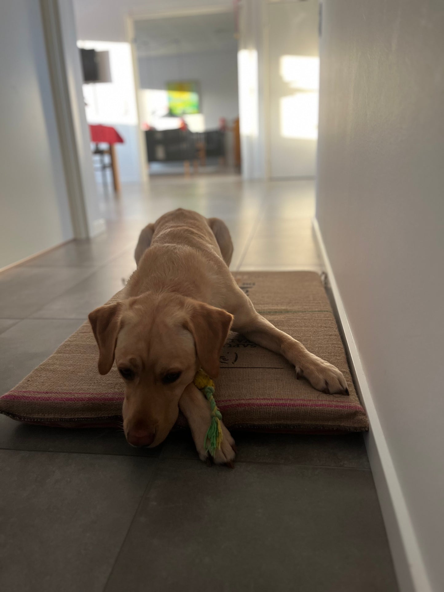 Hundetæppe i genbrugt kaffesæk med dansk skumplade